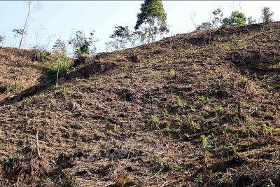 Rừng phòng hộ thôn Lăng Chua bị chặt phá.