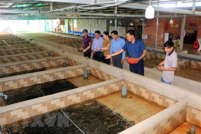 Thanh niên khởi nghiệp và tạo bước đột phá cho nghề nuôi lươn giống sinh sản bán nhân tạo