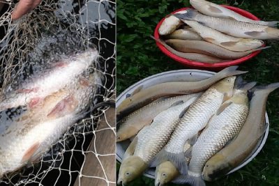 Bá Thước (Thanh Hóa): Hàng tấn cá chết bất thường trên Sông Mã