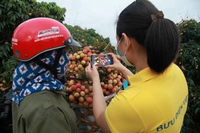 Bắc Giang: Ngành Bưu Điện hỗ trợ nông dân tiêu thụ hàng chục tấn vải, dứa, na mỗi ngày