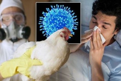 Tỷ lệ tử vong do virus H5N1 lên tới 60%