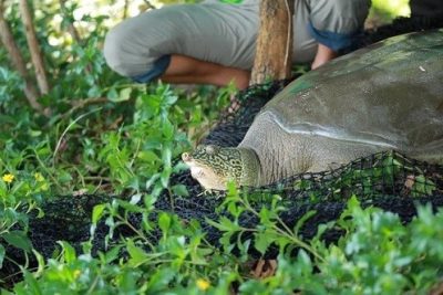 Cá thể rùa Hoàn Kiếm ở hồ Đồng Mô đã qua đời
